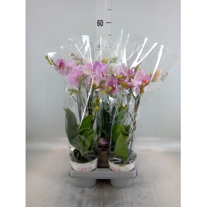 Phalaenopsis   ...mix