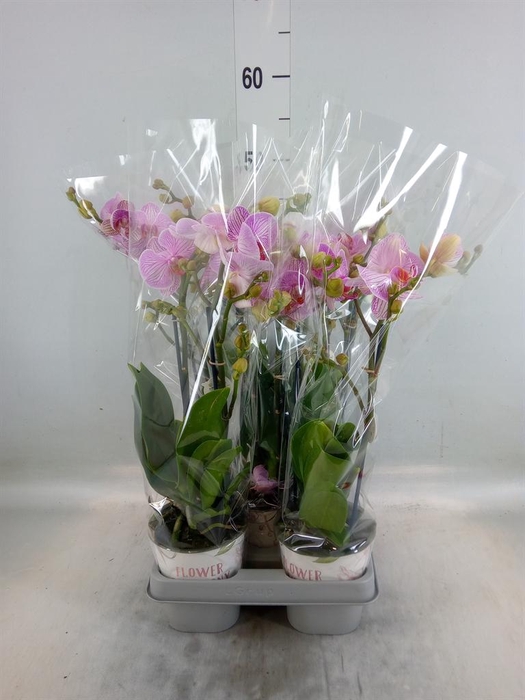 <h4>Phalaenopsis   ...mix</h4>