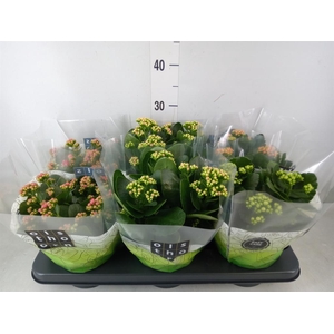 Kalanchoe blos.   ..rosebud mix  4