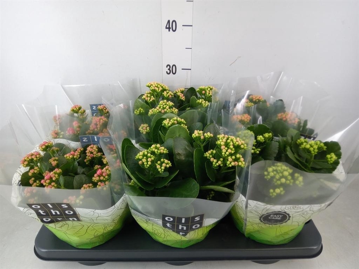 <h4>Kalanchoe blos.   ..rosebud mix  4</h4>