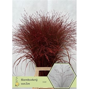 Siergras Panicum Klbh Rood P Stem