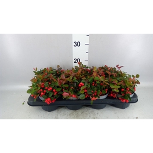 Gaultheria proc. 'Big Berry'