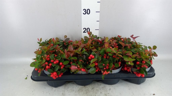 <h4>Gaultheria proc. 'Big Berry'</h4>