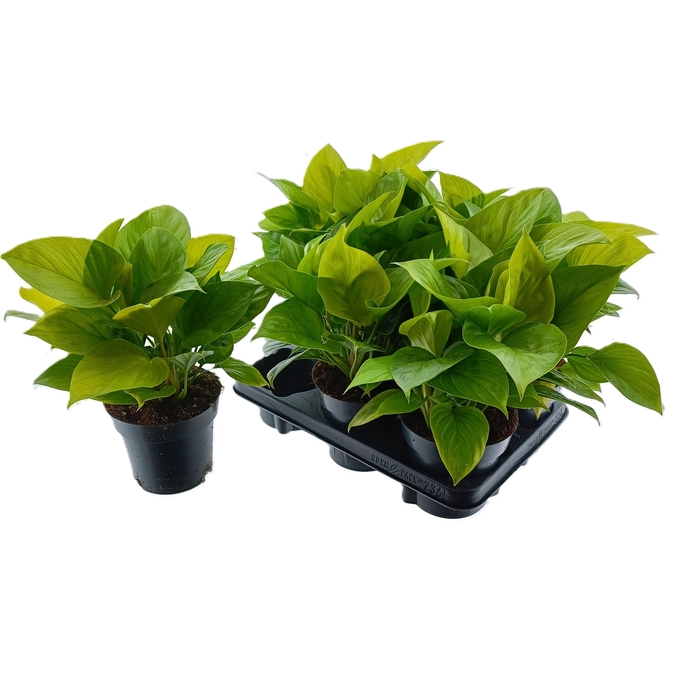 <h4>HOMAL EMERALD GEM</h4>