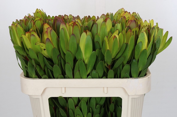 <h4>Leucadendron Goldstrike</h4>