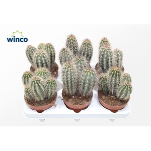 Pachycereus Pringlei