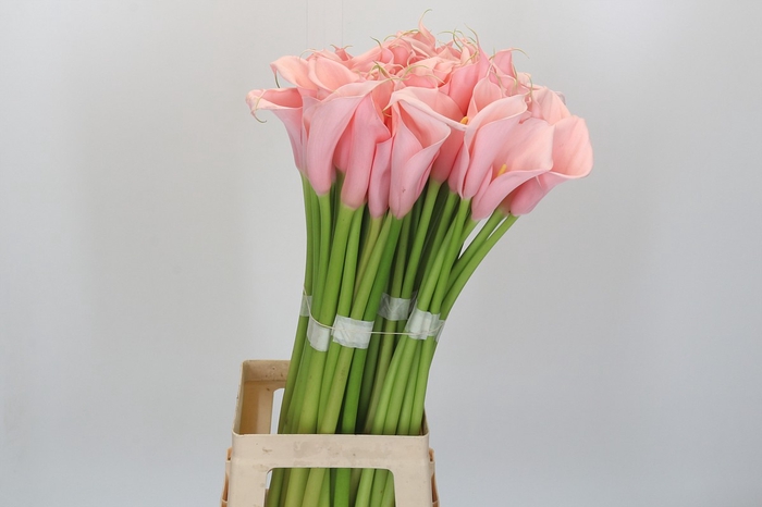 <h4>Zantedeschia Eydolls Pink</h4>