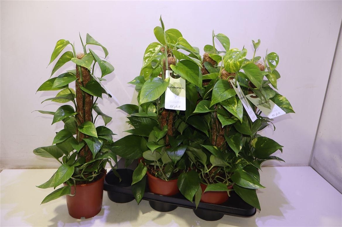 <h4>arr8 Epipr Mosstok</h4>