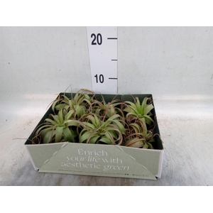 Tillandsia