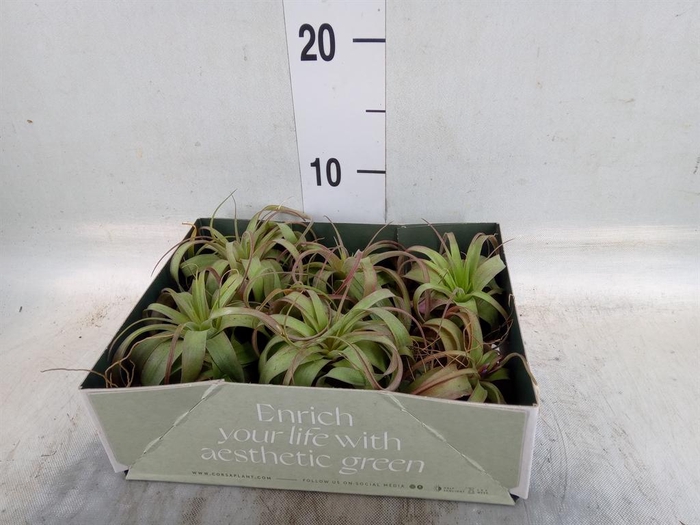 <h4>Tillandsia</h4>