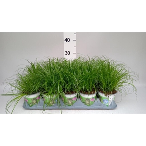 Cyperus alternifolius 'Zumula'