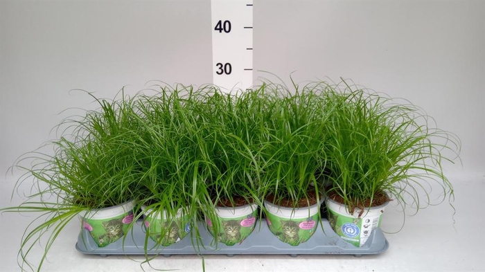 <h4>Cyperus alternifolius 'Zumula'</h4>