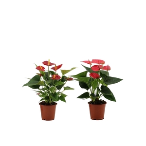 Anthurium red & pink mix in transparant sleeve