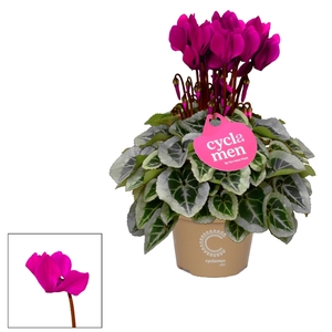 Cyclamen SS Picasso Paars