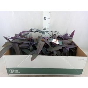 Tradescantia pallida 'Purple Heart'