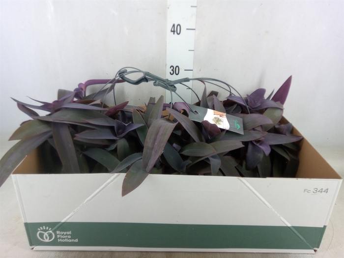 <h4>Tradescantia pallida 'Purple Heart'</h4>