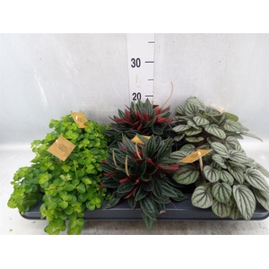 Peperomia   ...mix