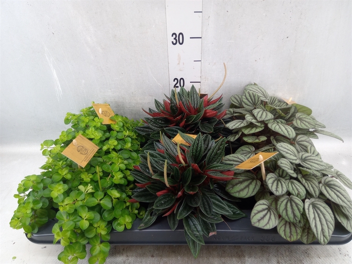 <h4>Peperomia   ...mix</h4>