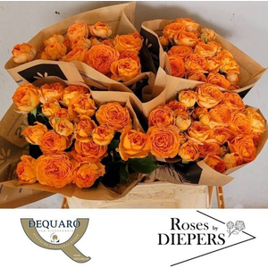 R Tr Orange Trendsetter Diepers