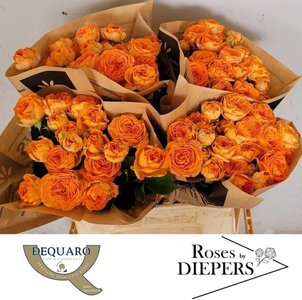<h4>R Tr Orange Trendsetter Diepers</h4>