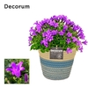 Campanula Porto LL Fashion Valerie Decorum