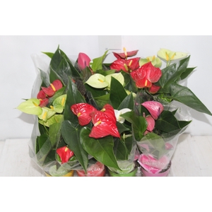 ANTHURIUM VARIADO P09