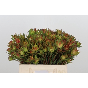Leucadendron Sal Blush