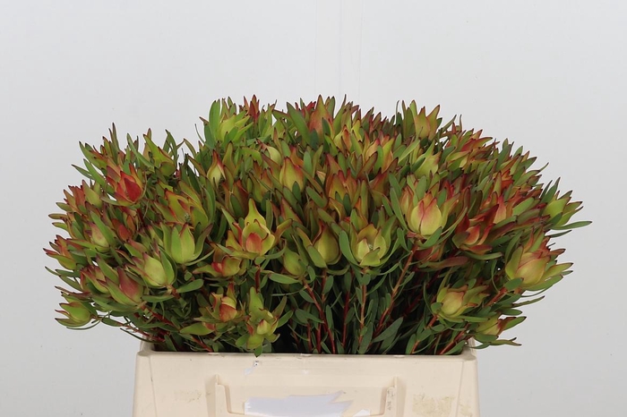 <h4>Leucadendron Sal Blush</h4>