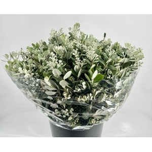 Pittosporum Ralphy Grain