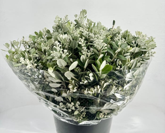 Pittosporum Ralphy Grain