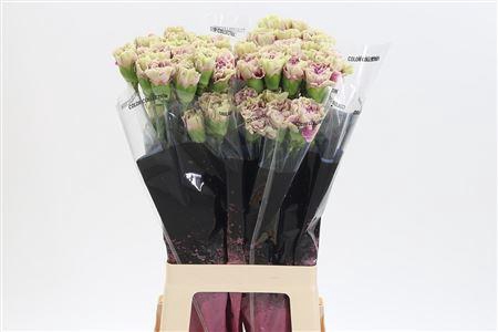 <h4>Di St Antiqua</h4>