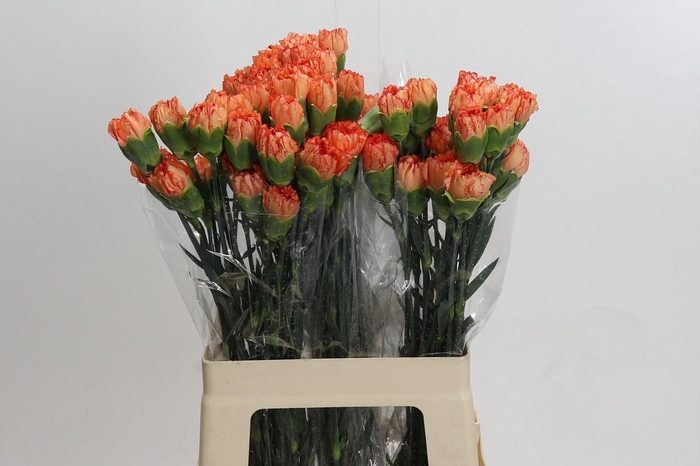 <h4>Dianthus St Cowboy</h4>