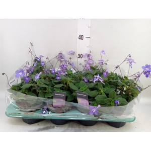 Streptocarpus saxorum