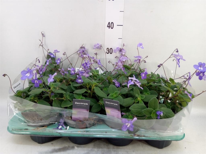 <h4>Streptocarpus saxorum</h4>
