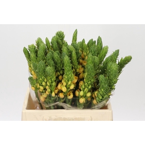 Ornithogalum dubium Splash Star