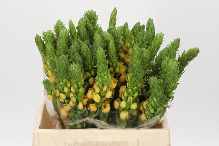 <h4>Ornithogalum dubium Splash Star</h4>