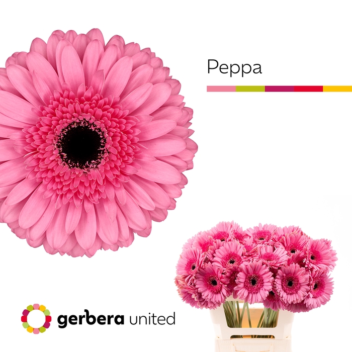 <h4>Gerbera Peppa Water x40</h4>