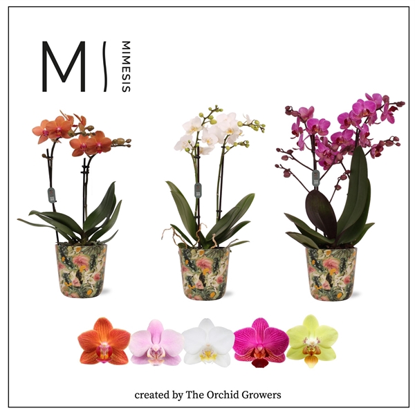 <h4>Mimesis Phal. Multi Mix - 2 spike 12cm in Jess Monstera ceramic</h4>