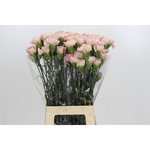 Dianthus St Creola