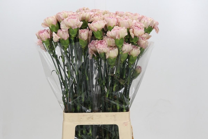 <h4>Dianthus St Creola</h4>