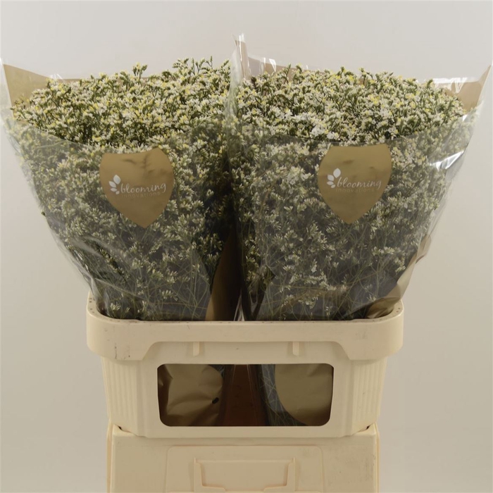 Limonium Sinense China White | Heavy Quality