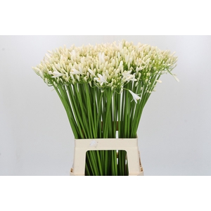 Agapanthus EYFORI White
