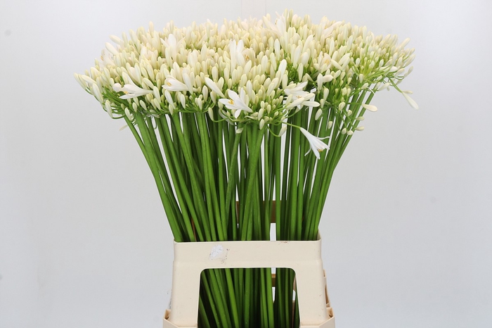 Agapanthus EYFORI White