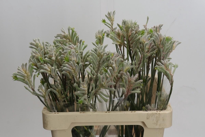 <h4>Anigozanthos Bush Diamond</h4>