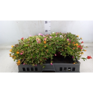 Portulaca   ...