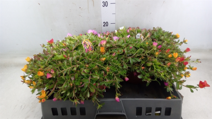 <h4>Portulaca   ...</h4>