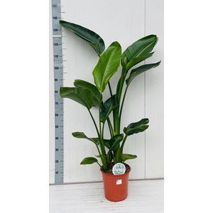 STRELITZIA NICOLAI