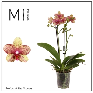 Phalaenopsis Grosseto 2 spike – 9cm | Mimesis