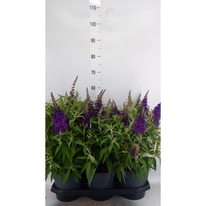Buddleja davidii 'Butterf CL Lilac'