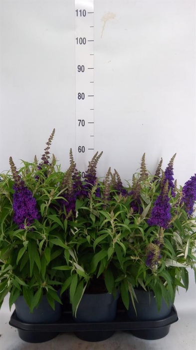 <h4>Buddleja davidii 'Butterf CL Lilac'</h4>